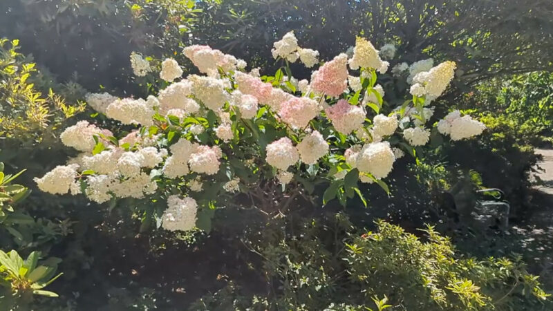 blooming flowers at the Highline Community garden in SeaTac