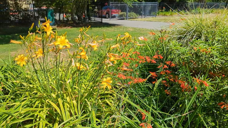 blooming bulbs at the community garden