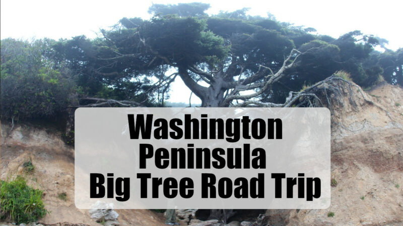 big tree road trip